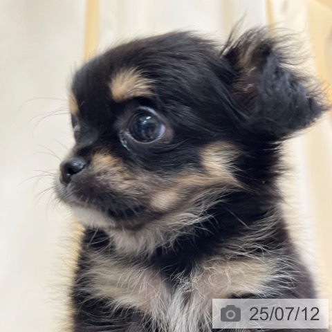 チワワの写真