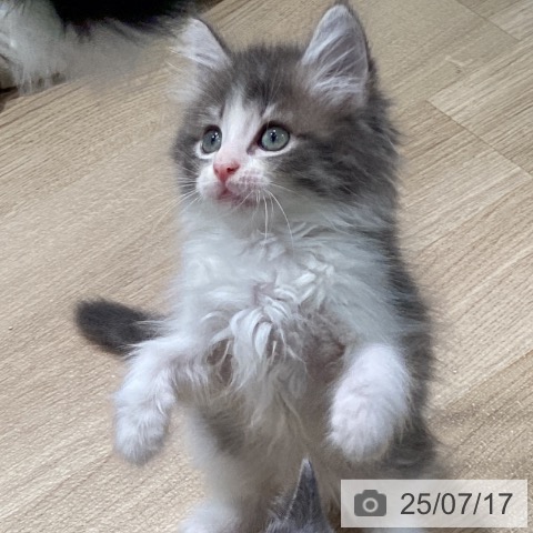ノルウェージャンフォレストキャットの写真