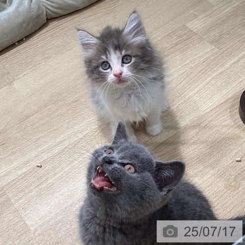 ノルウェージャンフォレストキャットの写真