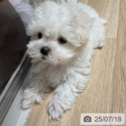 マルチーズの写真
