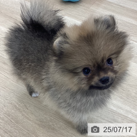 ポメラニアンの写真