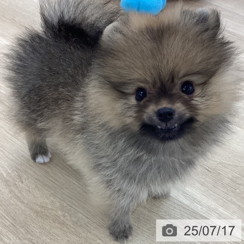 ポメラニアンの写真