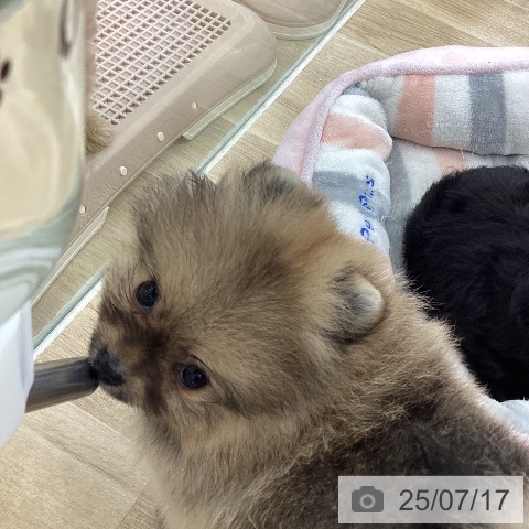 ポメラニアンの写真