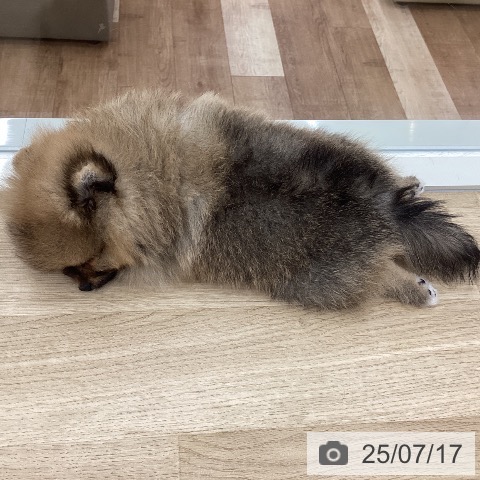 ポメラニアンの写真
