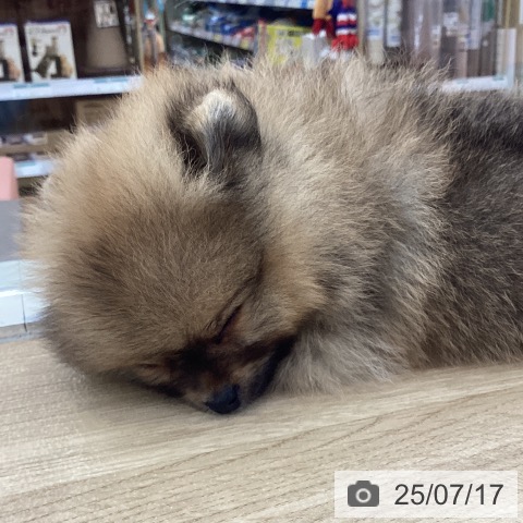 ポメラニアンの写真