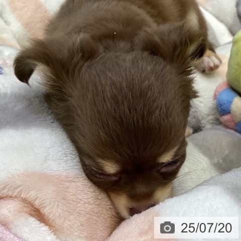 チワワの写真