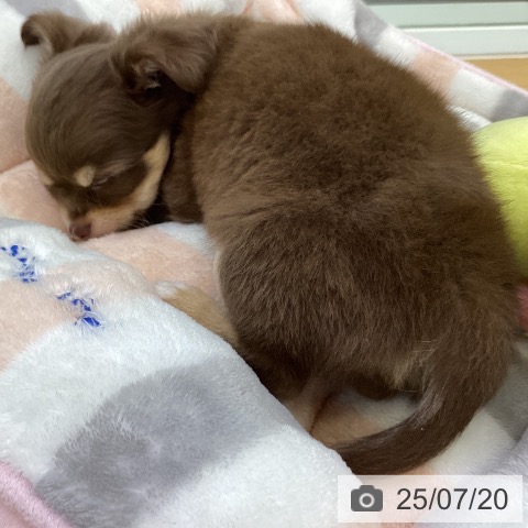 チワワの写真