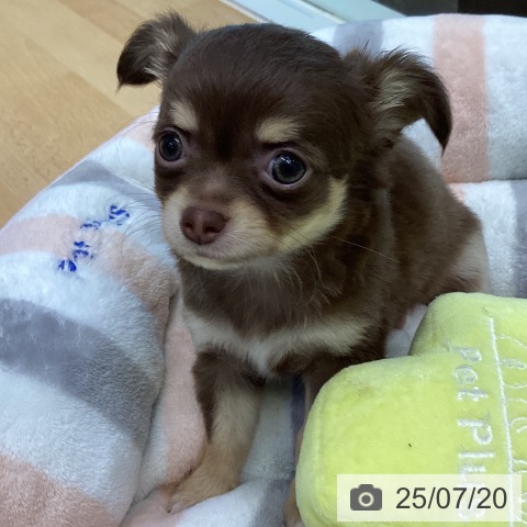 チワワの写真