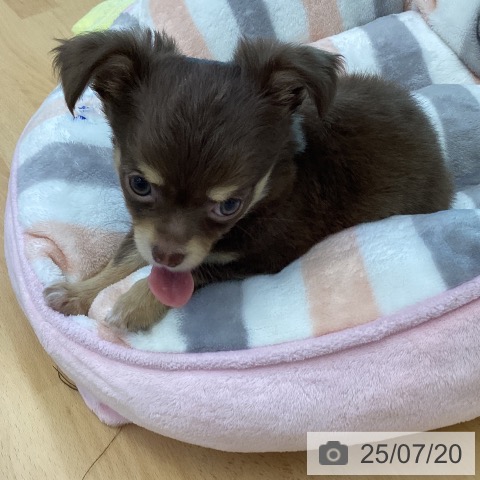 チワワの写真