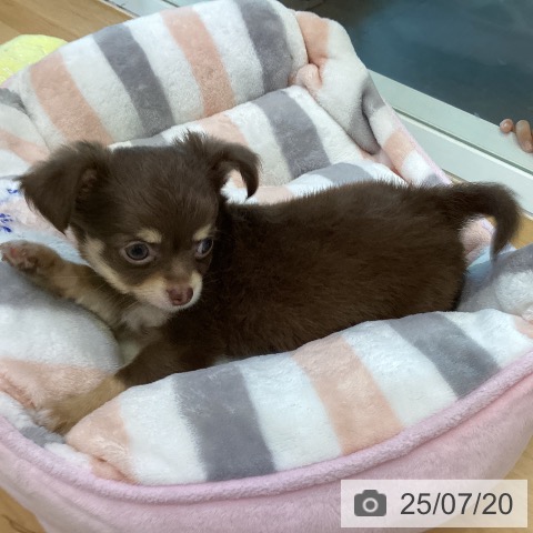 チワワの写真
