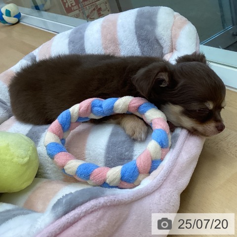 チワワの写真