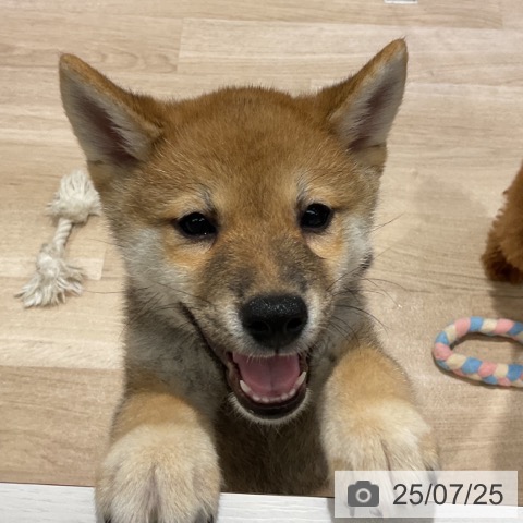 柴の写真