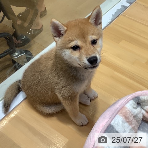 柴の写真