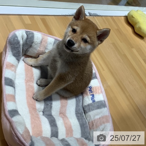 柴の写真