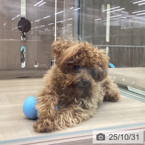 トイ・プードルの写真