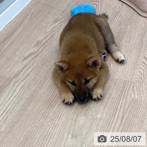 柴の写真
