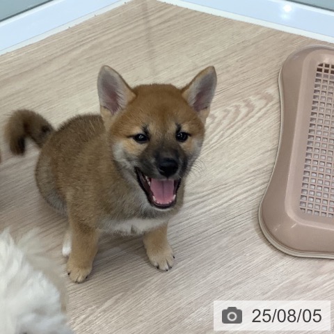 柴の写真