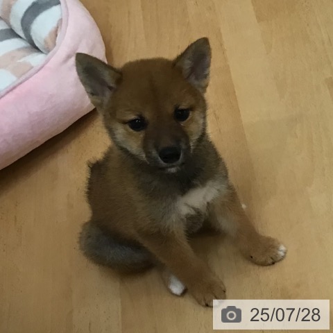 柴の写真