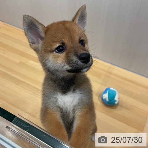 柴の写真