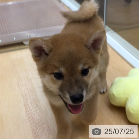 柴の写真