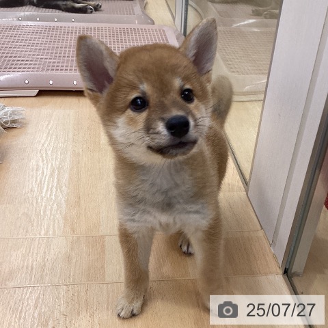 柴の写真