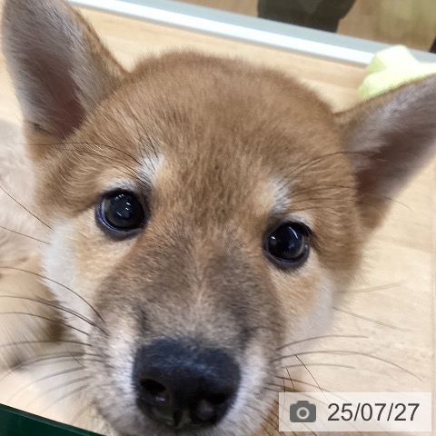 柴の写真