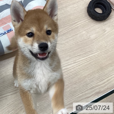 柴の写真