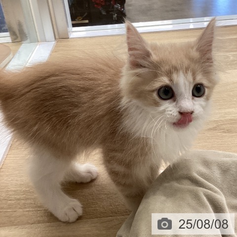ノルウェージャンフォレストキャットの写真