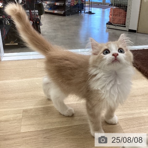 ノルウェージャンフォレストキャットの写真