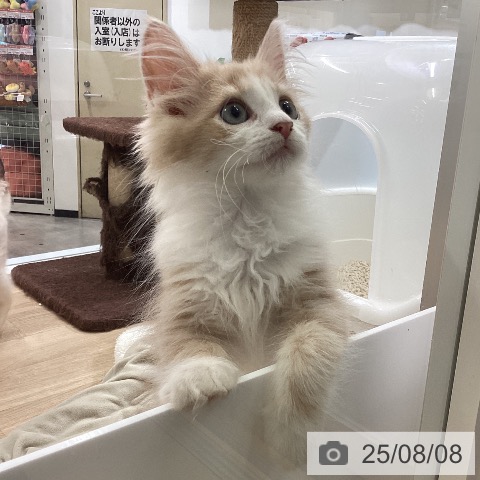 ノルウェージャンフォレストキャットの写真