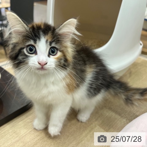 ノルウェージャンフォレストキャットの写真