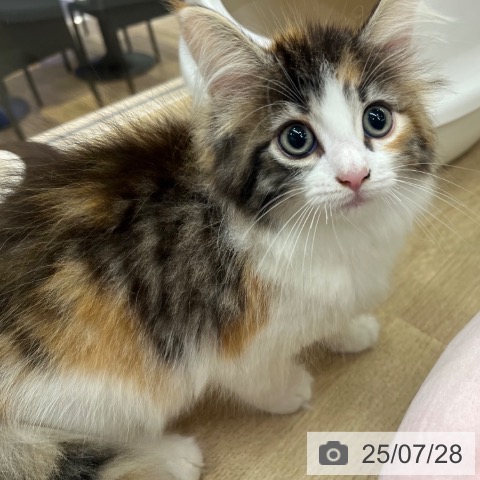ノルウェージャンフォレストキャットの写真