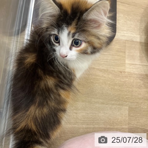 ノルウェージャンフォレストキャットの写真