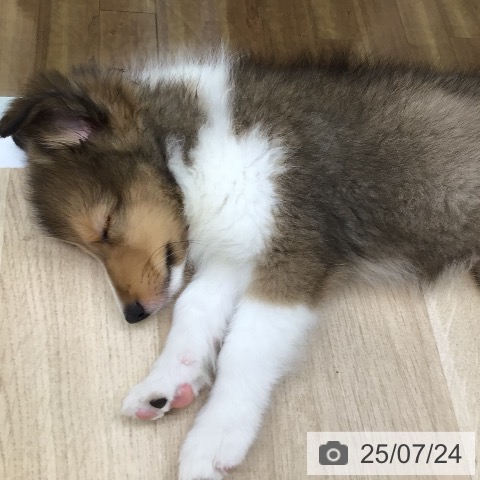 シェットランド・シープドッグの写真