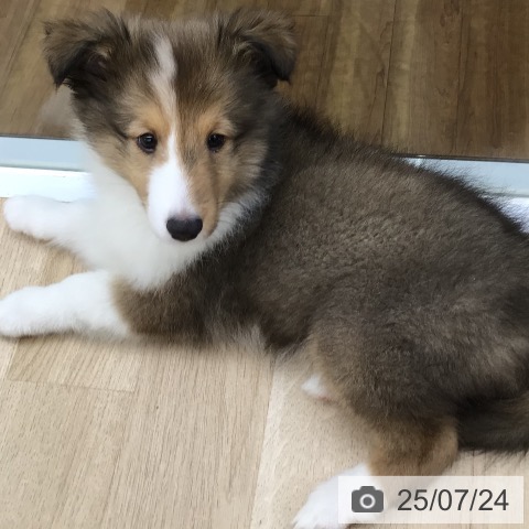 シェットランド・シープドッグの写真