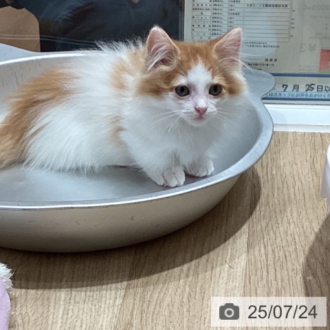 マンチカンの写真