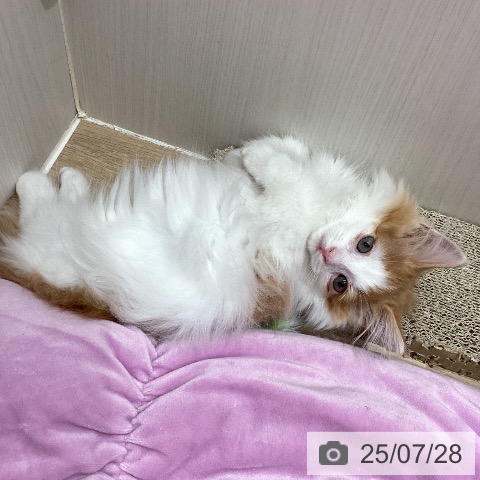 マンチカンの写真