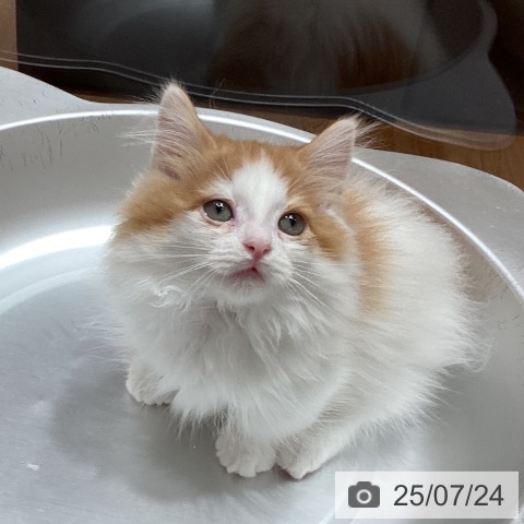 マンチカンの写真