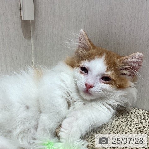 マンチカンの写真