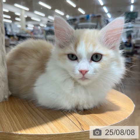 マンチカンの写真