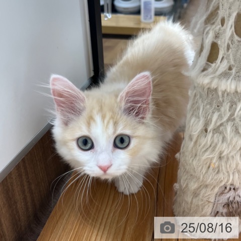 マンチカンの写真