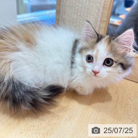 マンチカンの写真