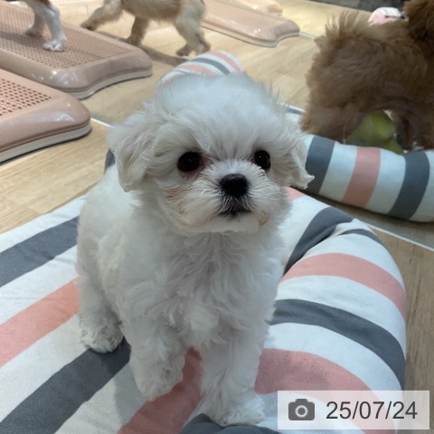 マルチーズの写真