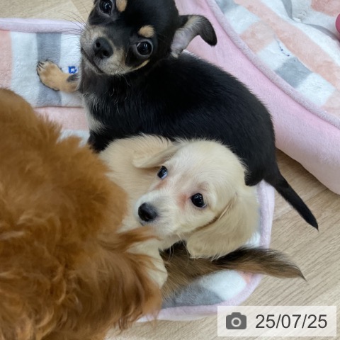 ミニチュア・ダックスフンドの写真