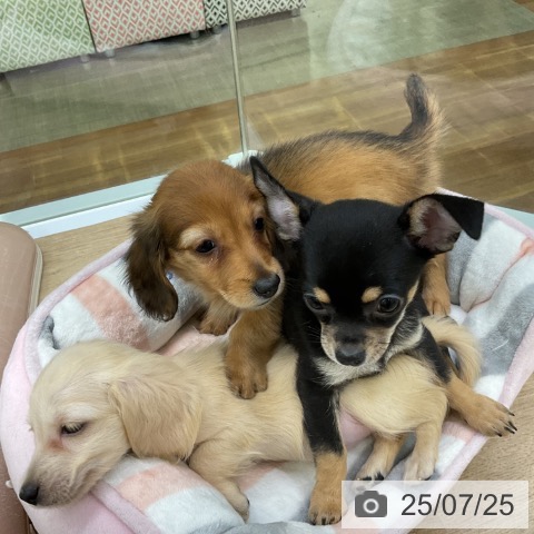 ミニチュア・ダックスフンドの写真