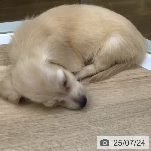ミニチュア・ダックスフンドの写真
