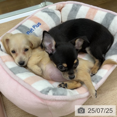ミニチュア・ダックスフンドの写真