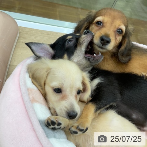 ミニチュア・ダックスフンドの写真