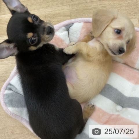 ミニチュア・ダックスフンドの写真