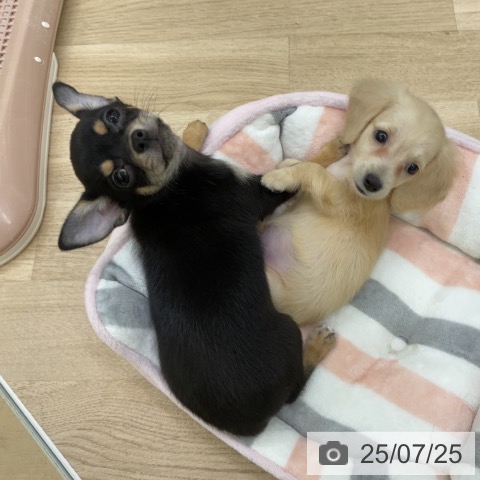 ミニチュア・ダックスフンドの写真